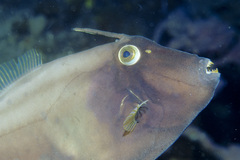 Eubalichthys bucephalus