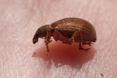 Polydrusus mollis