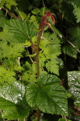 Rubus tricolor