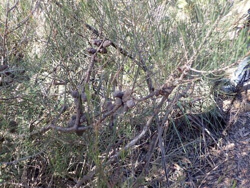 Allocasuarina nana