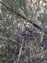 author not stated, no rights reserved Allocasuarina nana, photograph author not stated, no rights reserved