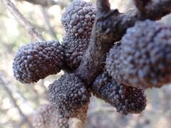 author not stated, no rights reserved Allocasuarina nana, photograph author not stated, no rights reserved