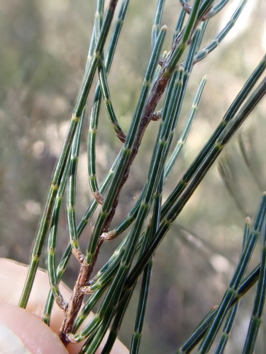 Allocasuarina nana, photograph 3