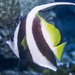 Longfin Bannerfish - Photo (c) Erik Schlogl, some rights reserved (CC BY-NC), uploaded by Erik Schlogl