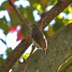 Picumnus albosquamatus