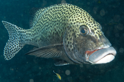 Brownkelly (Plectorhinchus chaetodonoides) — Haemulidae — 5
