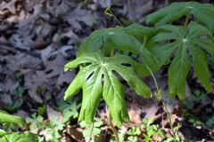 Podophyllum peltatum