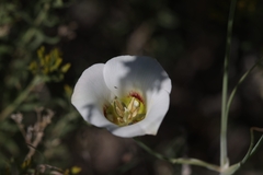 Calochortus nuttallii