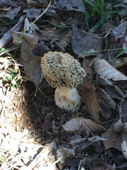 Morchella