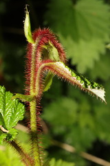 Rubus tricolor