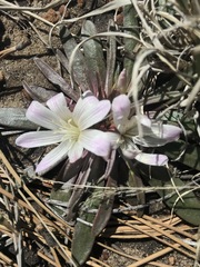 Lewisia brachycalyx