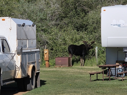 Moose
