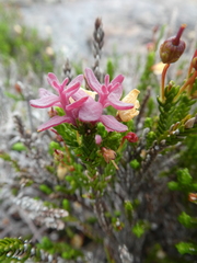 Exobasidium cassiopes