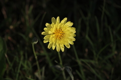 Pyrrhopappus pauciflorus