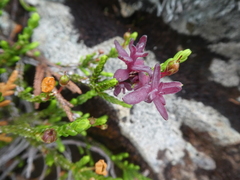 Exobasidium cassiopes
