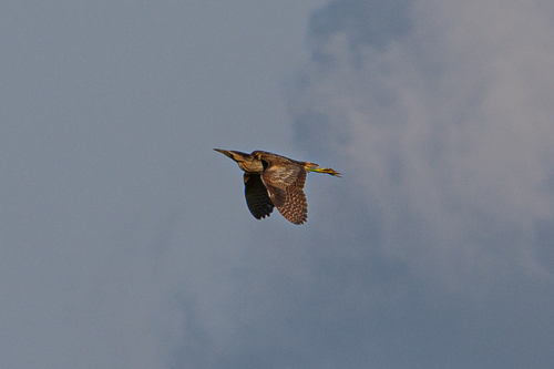 iNaturalist image