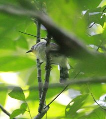 Chrysococcyx minutillus