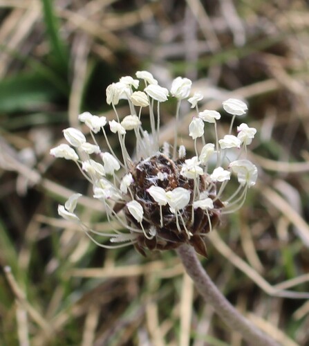 Plantago monosperma, photograph 2