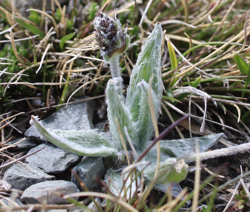 Plantago monosperma; photograph (c) Lídia Carrera, some rights reserved (CC BY)