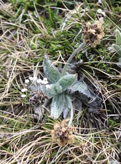 Plantago monosperma