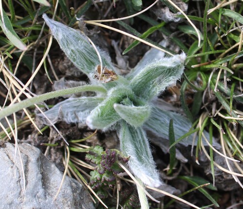 Plantago monosperma, photograph 3