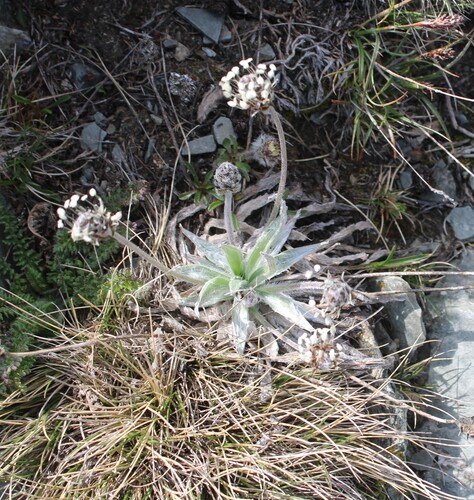 Plantago monosperma, photograph 4