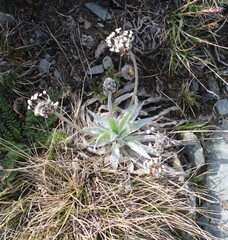 (c) Lídia Carrera, some rights reserved (CC BY) Plantago monosperma, photograph (c) Lídia Carrera, some rights reserved (CC BY)