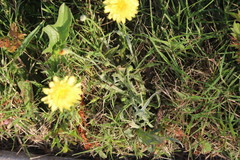 Pyrrhopappus pauciflorus