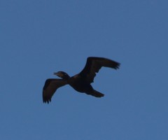 Nannopterum brasilianum