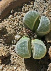 Lithops