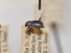 Miloderes mercuryensis