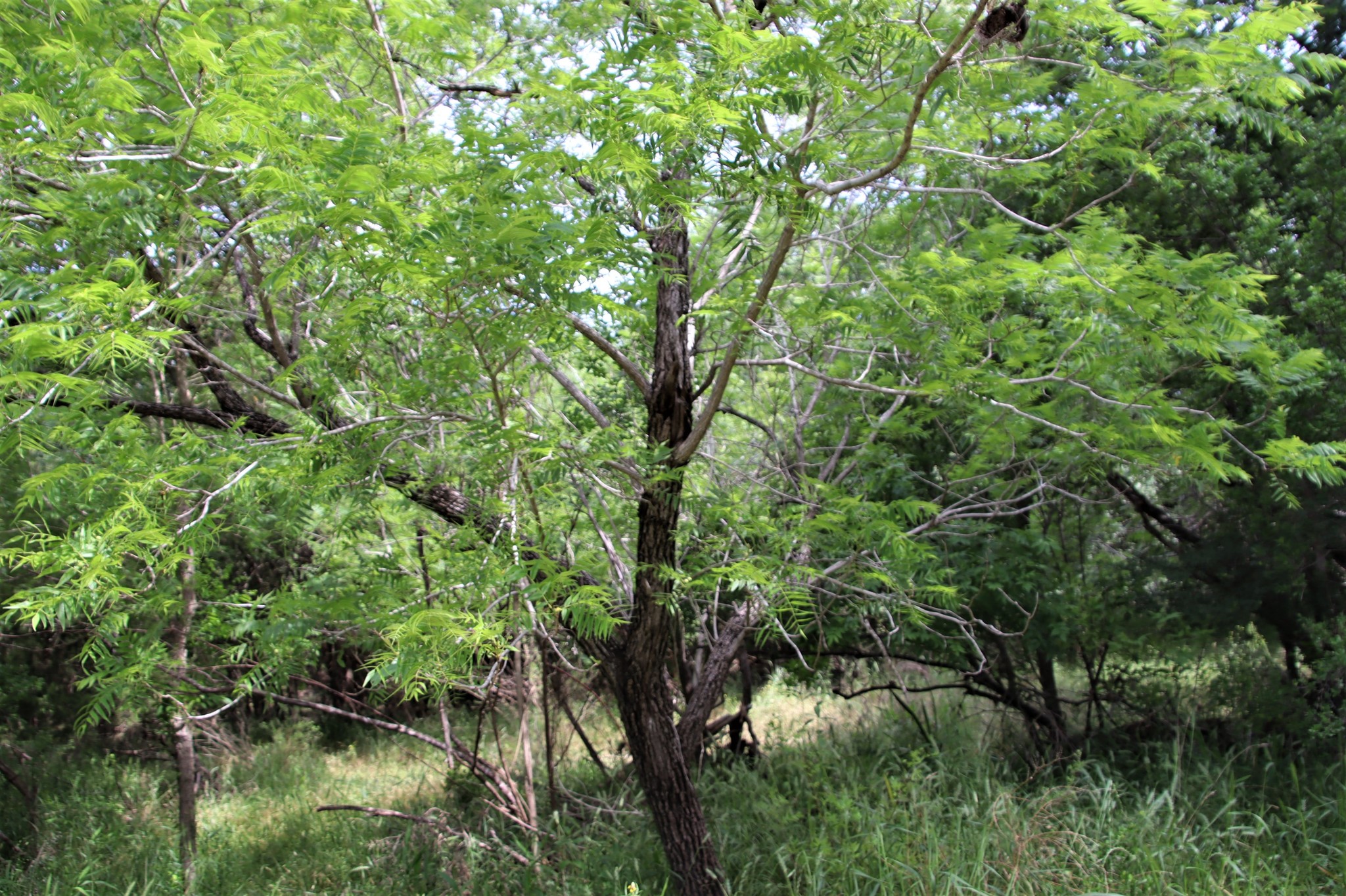 Juglans microcarpa