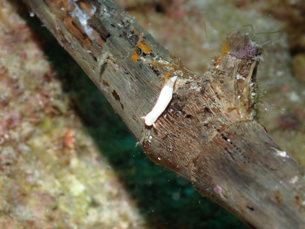 Thorunna furtiva