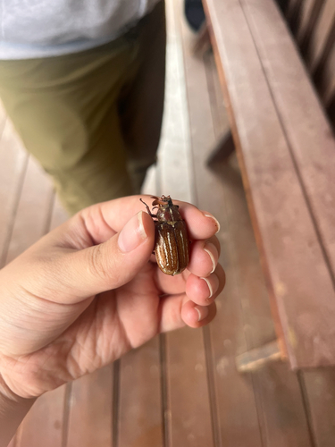 iNaturalist observation photo of Lined June Beetles