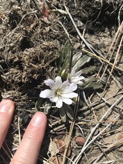 Lewisia brachycalyx