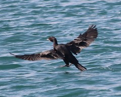 Nannopterum brasilianum