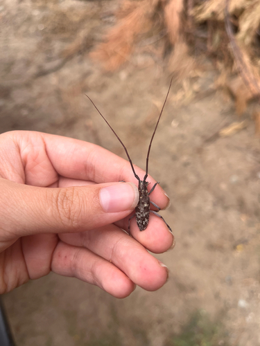 iNaturalist observation photo of Sawyer Beetles