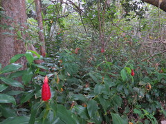 Costus woodsonii