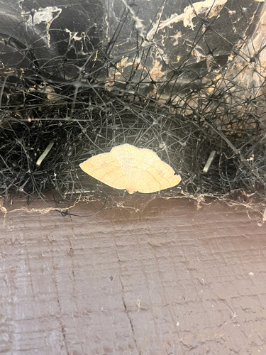 iNaturalist observation photo of Ennominae