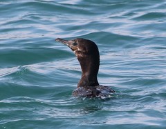 Nannopterum brasilianum