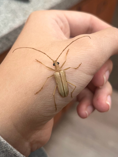 iNaturalist observation photo of Yellow Douglas-fir Borer