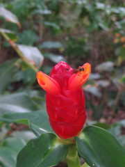 Costus woodsonii
