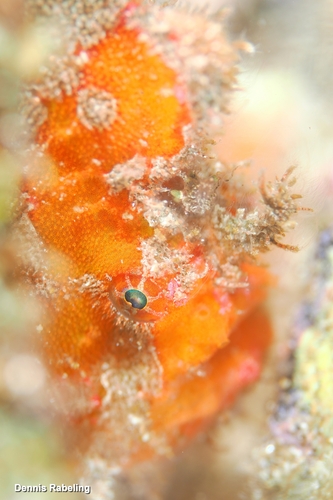 Antennatus nummifer observed 2026-07-11