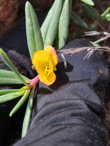 Phemeranthus aurantiacus