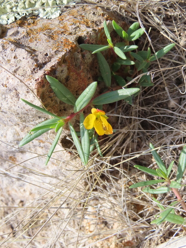Phemeranthus aurantiacus