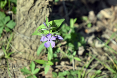 Phlox divaricata