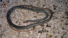 Masticophis schotti