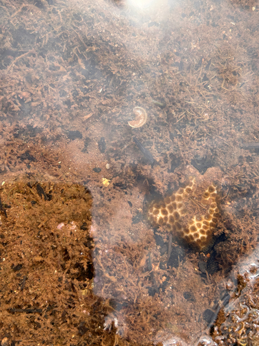 Leptastrea purpurea, 2026-06-05