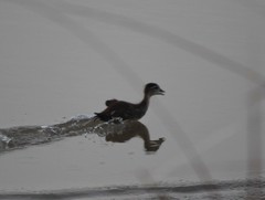 Dendrocygna autumnalis