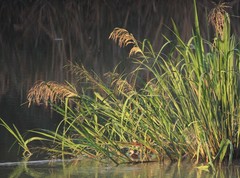 Dendrocygna autumnalis